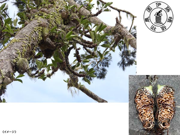 【予告】伊藤蟻植物農園 展