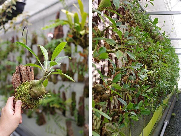 伊藤蟻植物農園 展 アリ植物の板付けワークショップ【10Fイベントスペース】